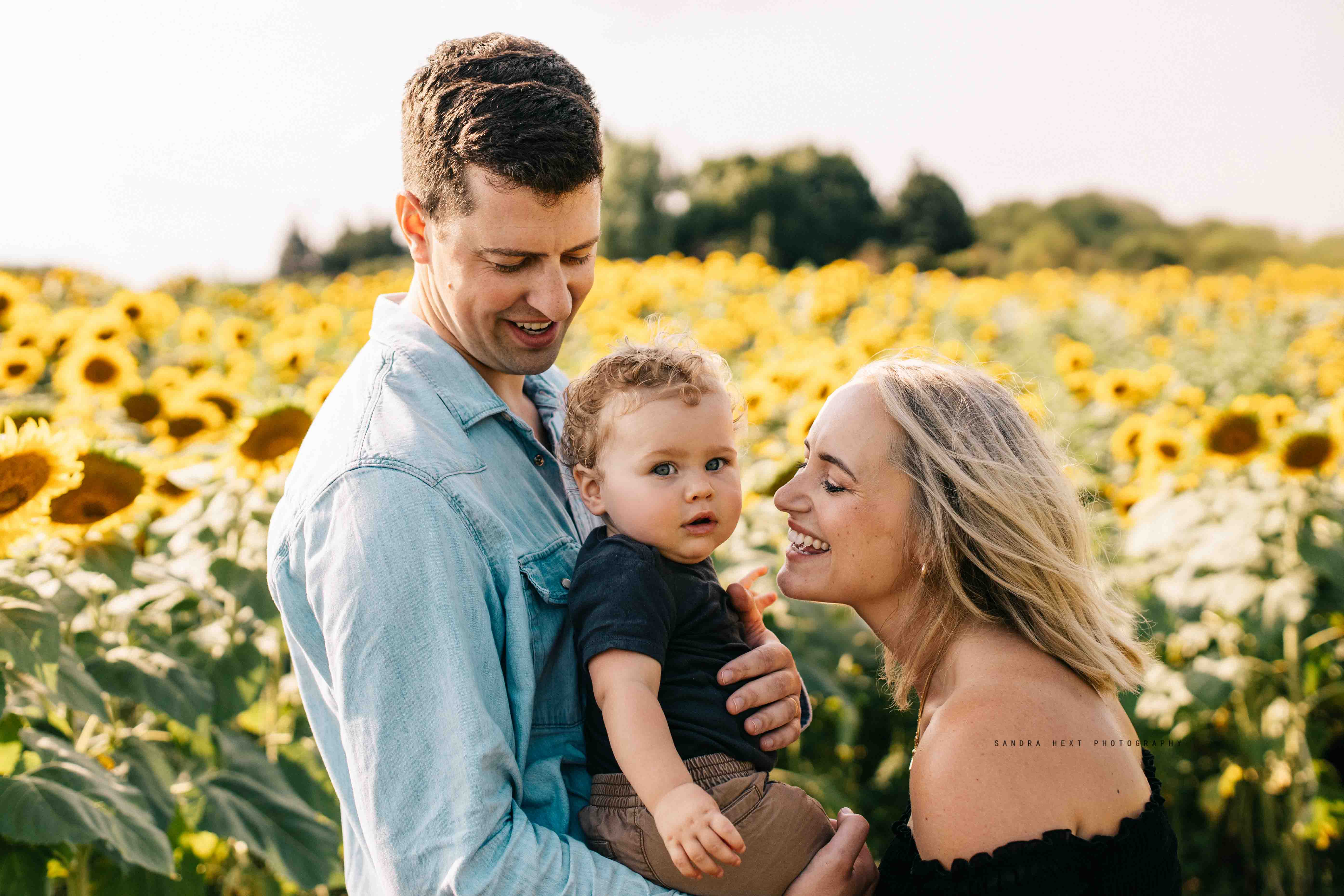 Sunflowers at The THE APPLE ORCHARD INC