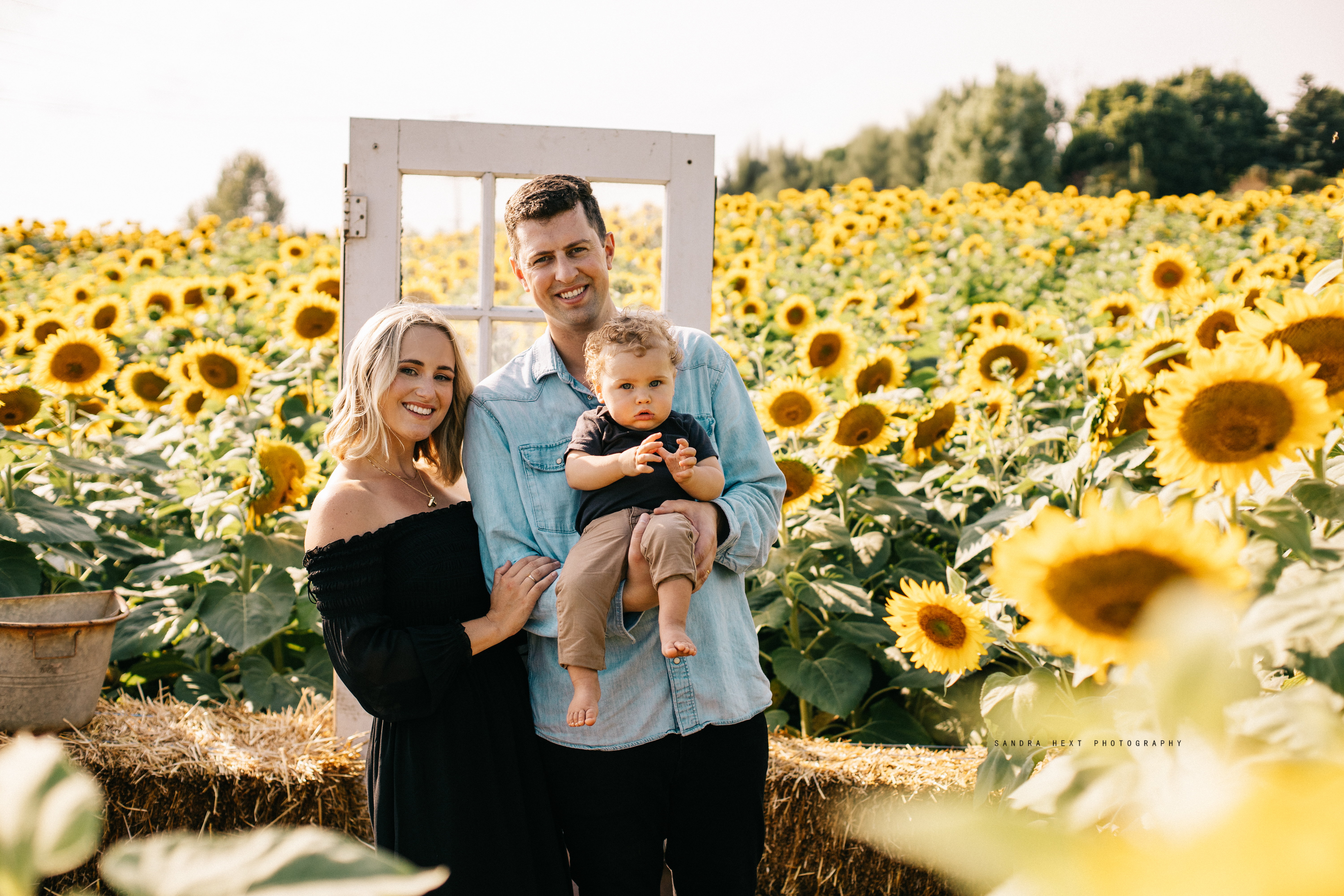 Family sunflower photo session at The Apple Orchard Inc., captured by Sandra Hext Photography. Ideal for vibrant, nature-filled family portraits.